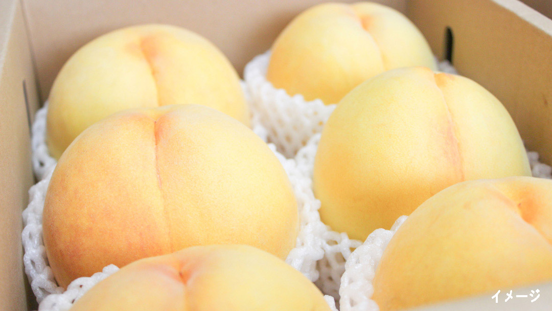 【販売終了】トロピカルフルーツのような気品のある甘さと香りが極上の「黄桃」